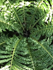 Blechnum brasiliense