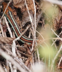 Thamnophis sirtalis tetrataenia