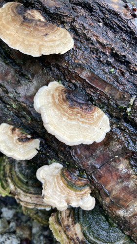 Trametes