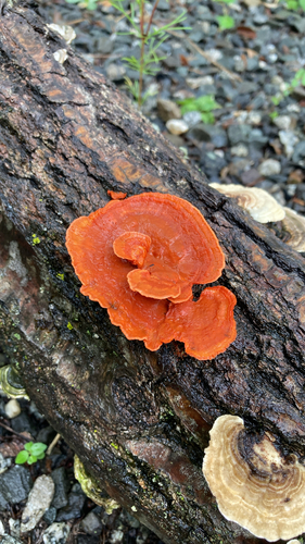 Trametes coccinea
