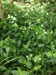 Tradescantia fluminensis