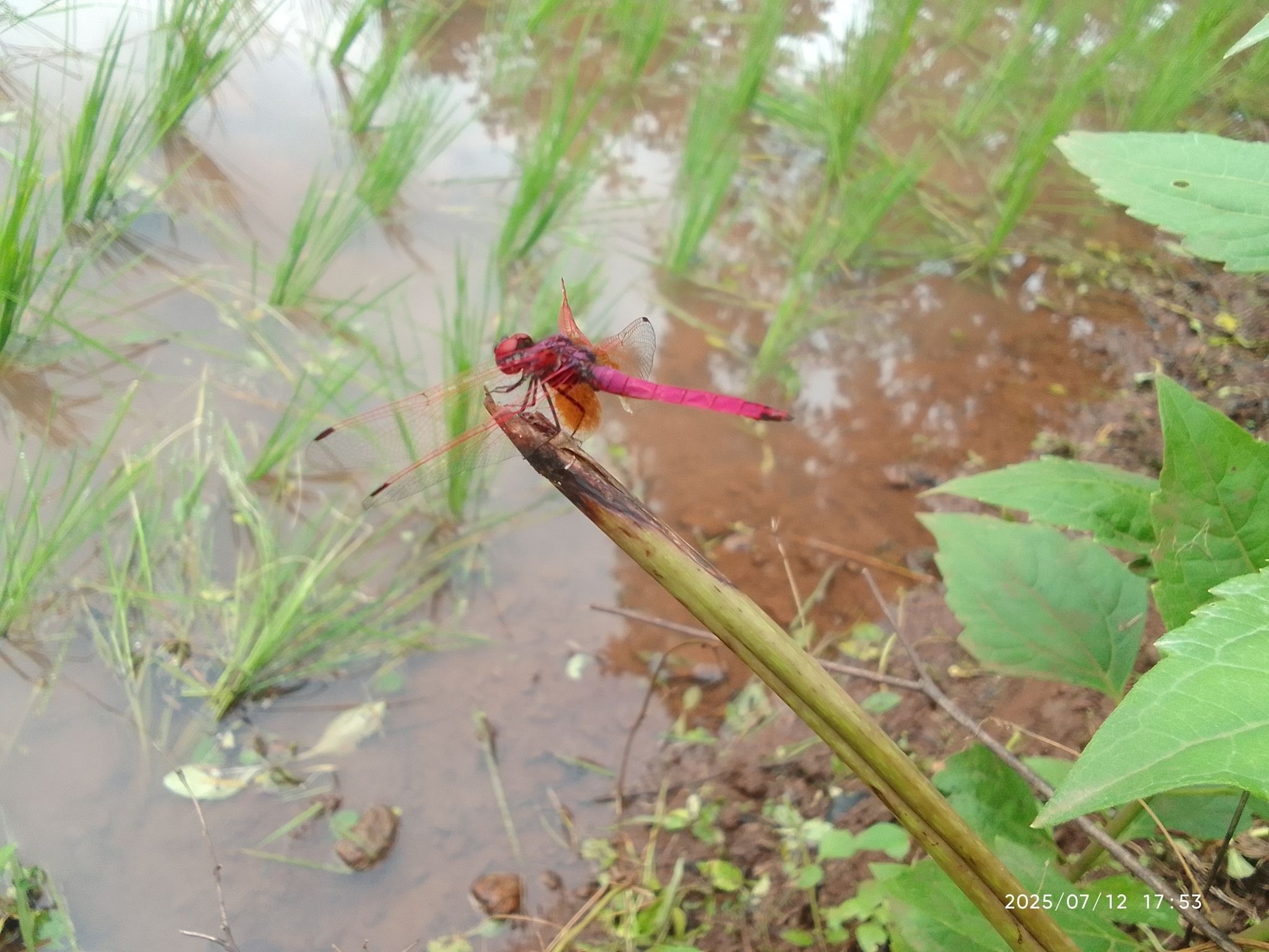 Crimson Marsh Glider