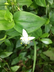 Tradescantia fluminensis