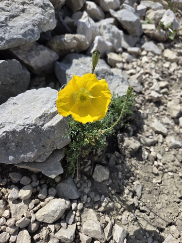 Dwarf poppy (Oreomecon alpina)