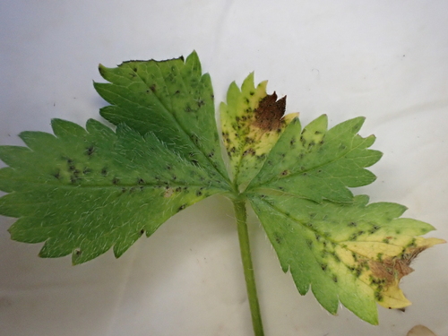 Diplocarpon earlianum, 2025-07-12