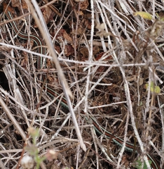 Thamnophis sirtalis tetrataenia