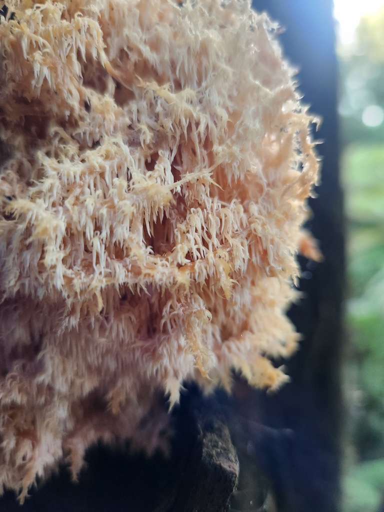 Hericium novae-zealandiae · July 2025 · photo: © naomipw (iNaturalist, cc-by)