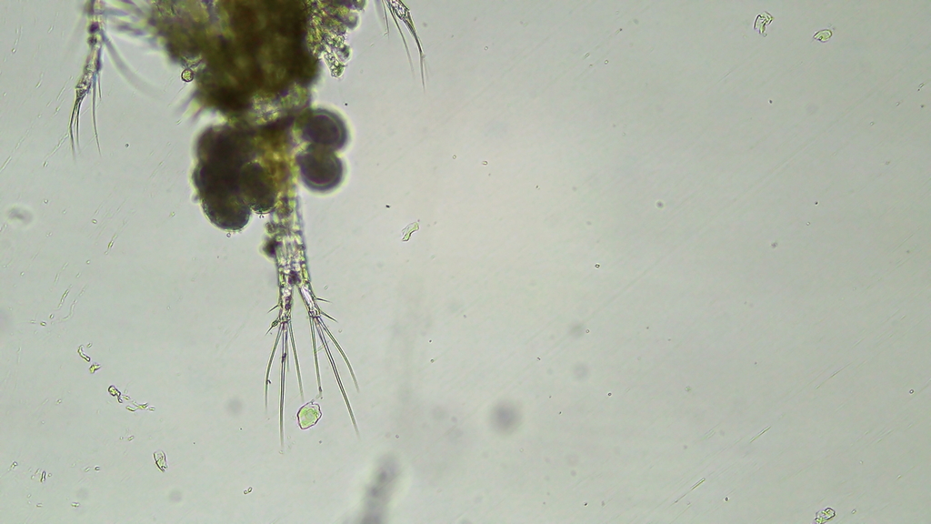 Thermocyclops oithonoides