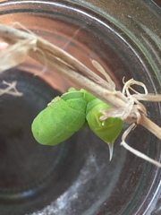 Smerinthinae
