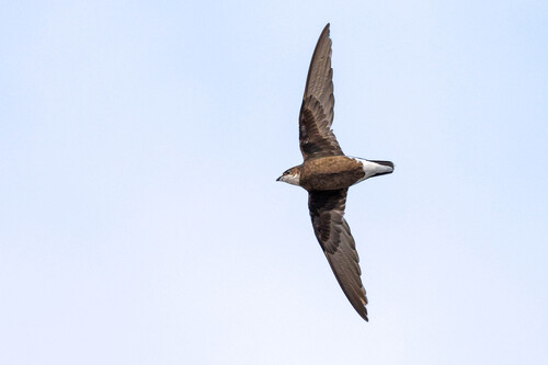 White-throated Needletail (Hirundapus caudacutus)