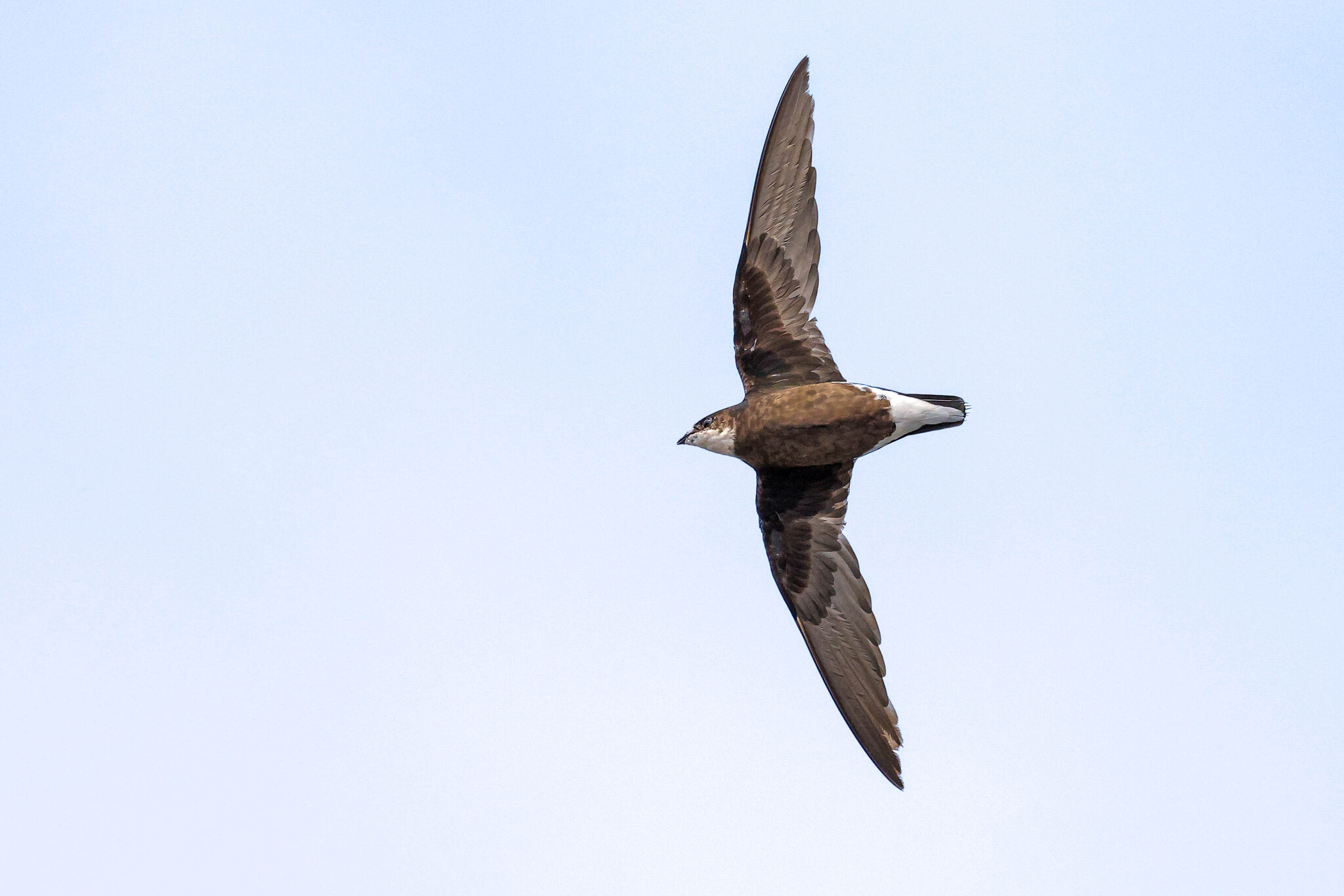 White-throated Needletail (Hirundapus caudacutus)