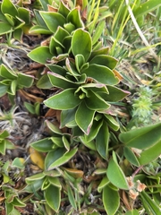 Primula wulfeniana