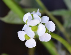 Sagittaria platyphylla