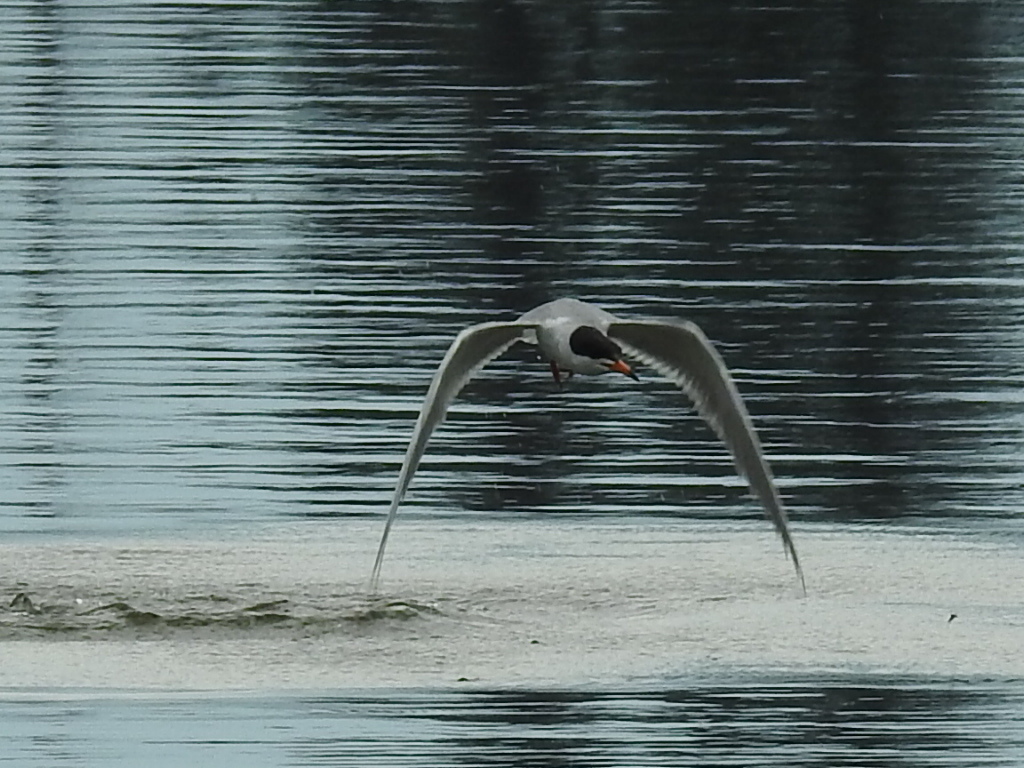 Forster's Tern