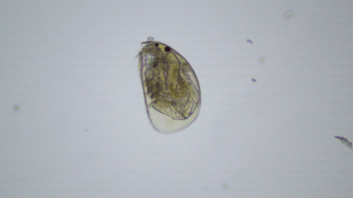 striped beaked waterflea