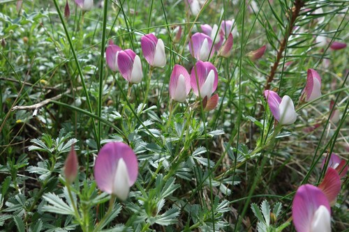 Mount Cenis restharrow (Ononis cristata)