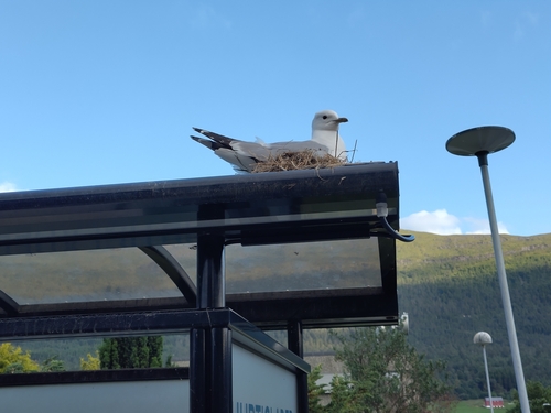 Common Gull