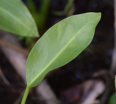 Sagittaria platyphylla