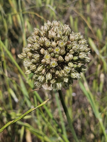 Allium gramineum