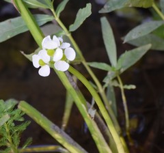 Sagittaria platyphylla
