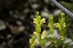 Pedicularis rex, photograph author not stated, no rights reserved
