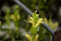 Pedicularis rex, photograph author not stated, no rights reserved