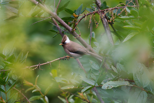 White-collared Yuhina (Parayuhina diademata), photo 5