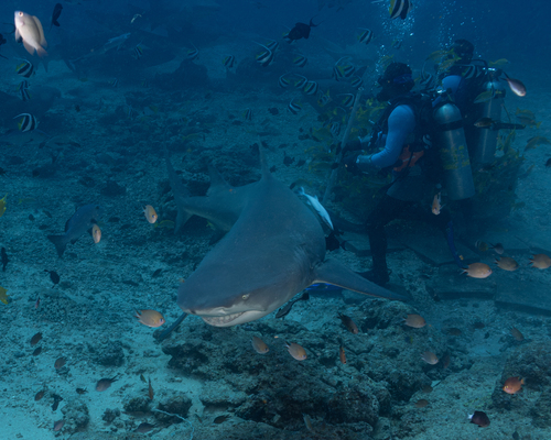 Sicklefin lemon shark