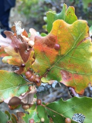 Xanthoteras eburneum