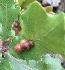 Xanthoteras eburneum