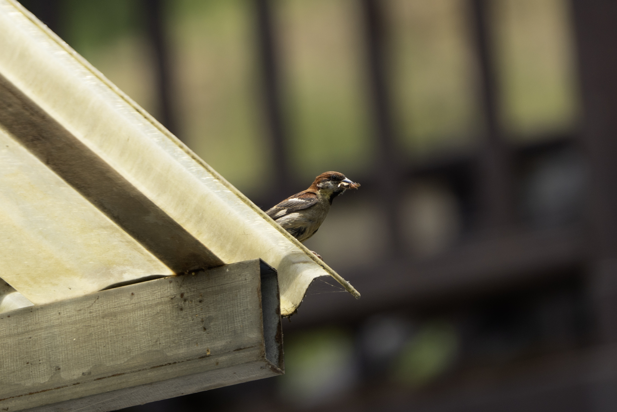 Russet Sparrow