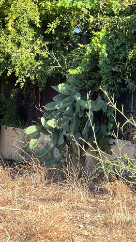 Avistamiento Chumbera (Opuntia ficus-indica)