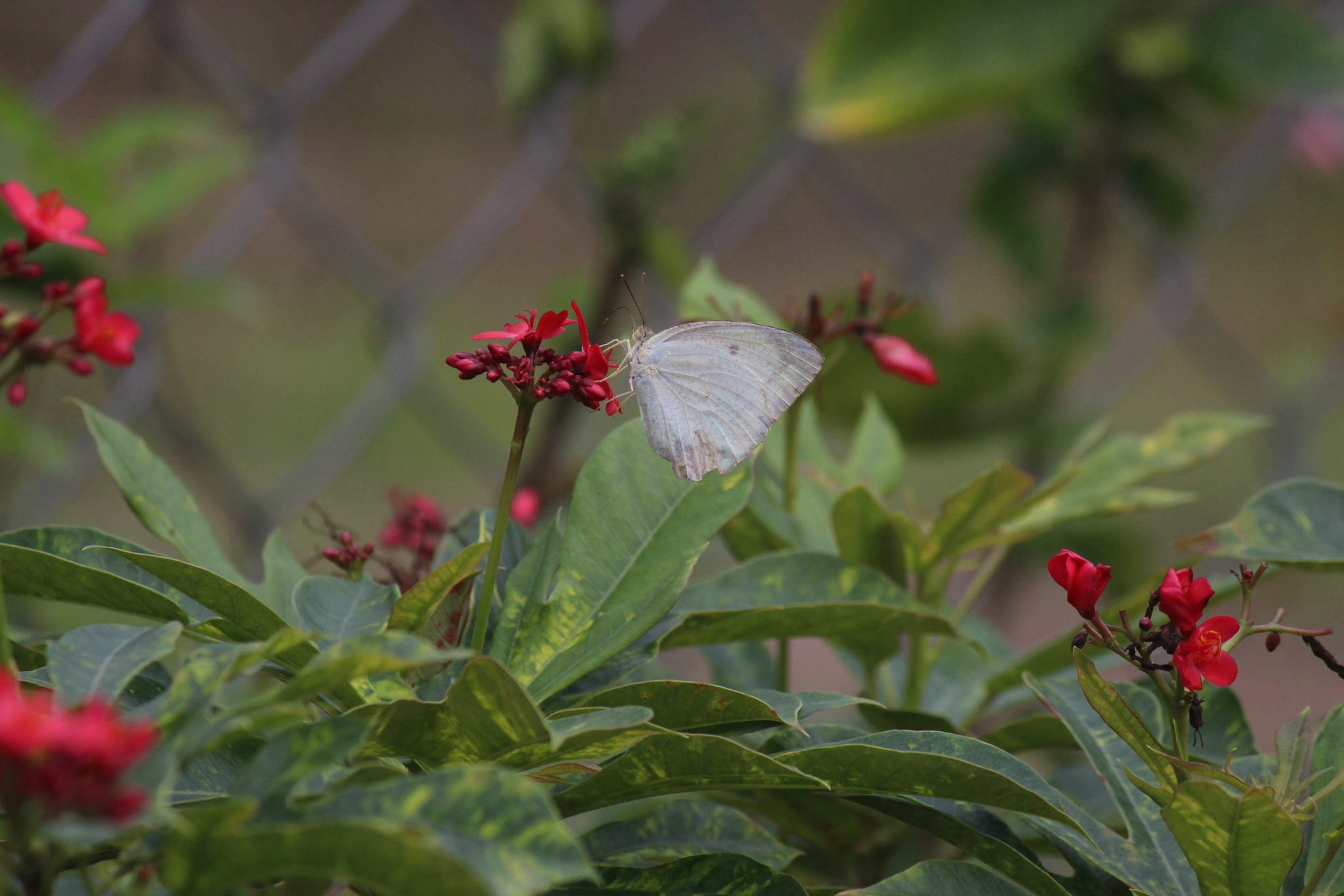 Mottled Emigrant