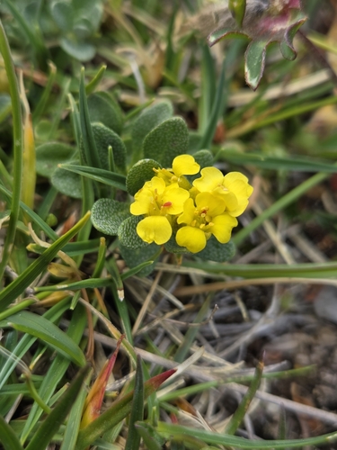 Alyssum wulfenianum, photograph 6