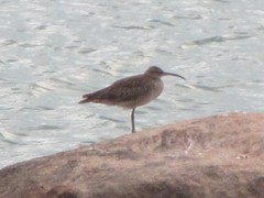 Numenius phaeopus variegatus
