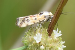 Spragueia perstructana