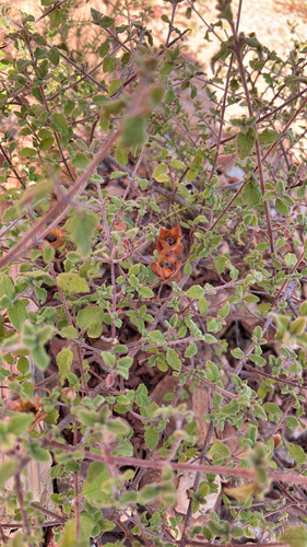 Avistamiento Cistus salviifolius