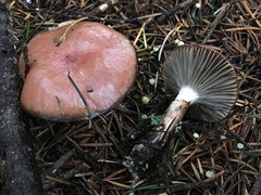 Gomphidius subroseus