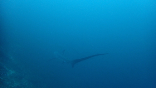 Thresher Shark