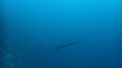Thresher Shark