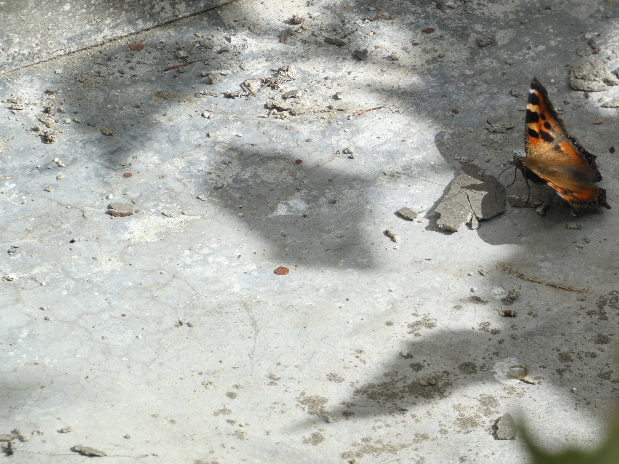 Indian Tortoiseshell