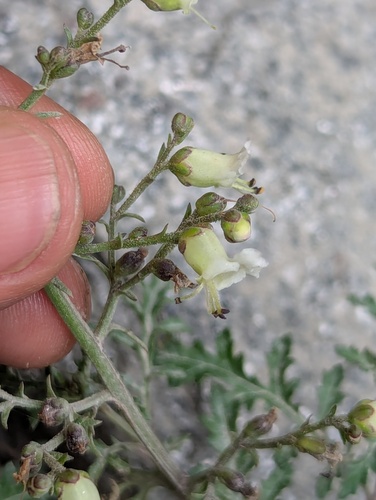 Fern-Leaf Figwort (Scrophularia decomposita)