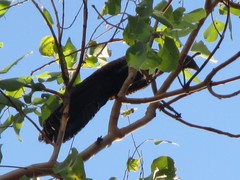 Centropus phasianinus phasianinus