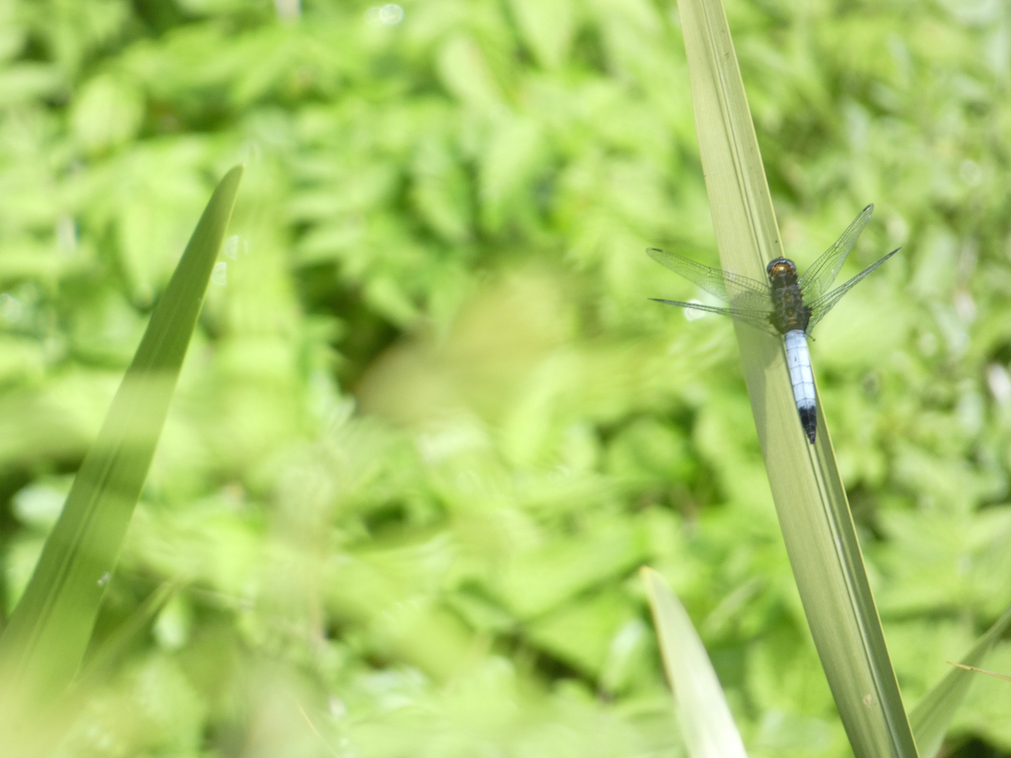 Blue-Tailed Forest Hawk