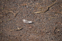 Hamadryas iphthime joannae