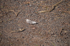 Hamadryas iphthime joannae