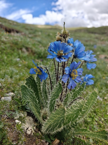 Prickly Blue Poppy