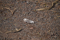 Hamadryas iphthime joannae