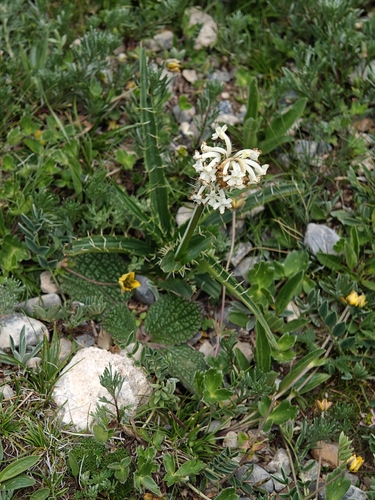 Morina alba