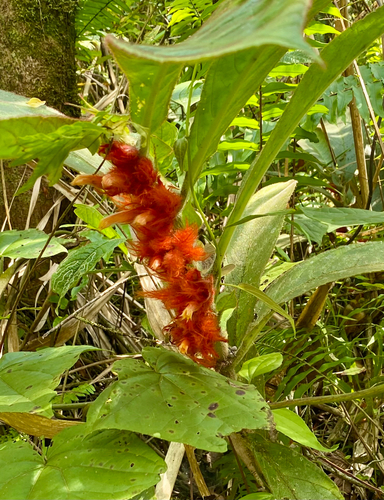 Columnea purpurata, photograph 6